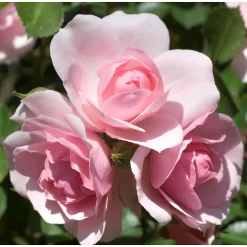 Rose Shrub Pink Mix 4.5L -Garden Supplies Store 14238156 6715058463570713